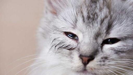 Human eye drops safe for cats hotsell